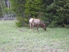 Yellowstone National Park 101